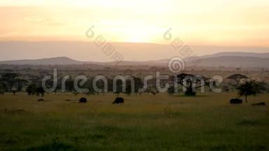 日落时的非洲平原景观有相思树和野牛放牧